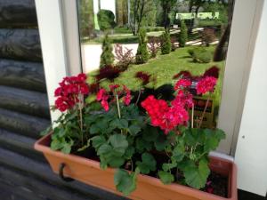 Zahrada ubytování Safari House