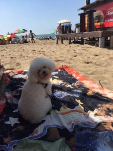 un osito de peluche blanco sentado en una manta en la playa en Ruffus's Apple Mardel en Mar del Plata