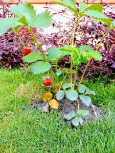 a strawberry plant in the grass in a garden at Aarya Chaitya Inn in Kathmandu