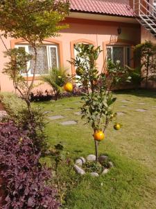 an orange tree in the yard of a house at Aarya Chaitya Inn in Kathmandu
