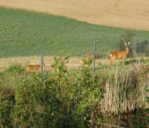 dos ciervos parados en un campo cerca de una valla en Agriturismo Il Colombaiolo, en Pienza