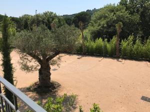 a large tree in the middle of a sandy area at Windward in Saint-Tropez