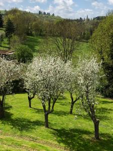 un groupe d'arbres avec des fleurs blanches dans un champ dans l'établissement A l'Aube des Volcans, à Charbonnières-les-Vieilles