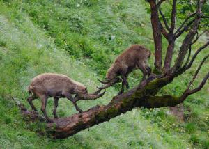 Altri animali domestici presso l'hotel o nei dintorni