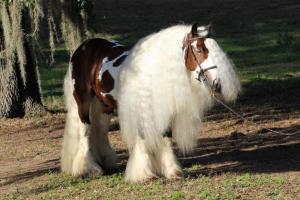 Altri animali domestici presso il bed & breakfast o nei dintorni