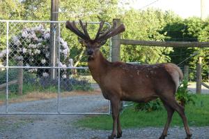 a deer with antlers standing next to a fence at McIvor Lodge in Invercargill