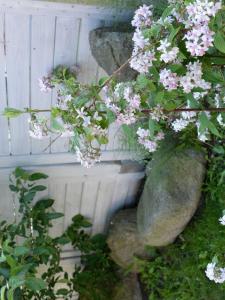 Ein Garten an der Unterkunft Ferienhaus 8erwassereck
