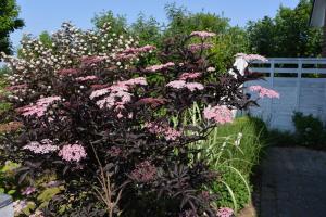 einen Busch mit rosa Blumen im Garten in der Unterkunft Ferienhaus 8erwassereck in Ückeritz + 28 Fotos
