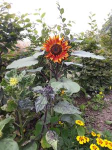 a sunflower in the middle of a garden at Bingers kleine Scheune in Willich