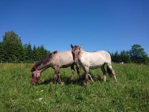 dwa konie pasące się na polu trawy w obiekcie Cudne Manowce w Wetlinie