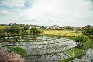 ein Feld von Kulturen mit Häusern im Hintergrund in der Unterkunft Canggu Beach Inn in Canggu