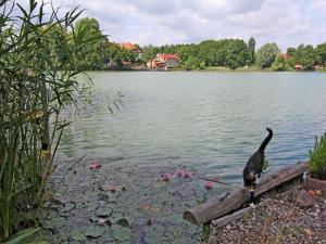 Životinje u apartmanu ili u blizini