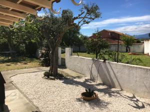 un arbre dans une cour à côté d'un mur dans l'établissement Villa rapatel, à Saint Cyprien Plage