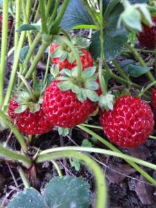 a group of strawberries growing on a plant at Guesthouse "KISTAURI" in Telavi