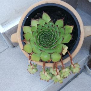 a green plant in a pot on a table at Apartments Luka in Rab