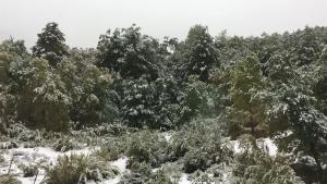 Billede fra billedgalleriet på Casa Negra Nevados de Chillan i Las Trancas