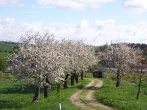 un camino de tierra a través de un campo con árboles con flores blancas en Dvůr v Borovné, en Borovná