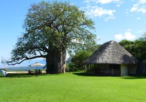 a large tree and a hut in a field at Migombani Camp in Mto wa Mbu