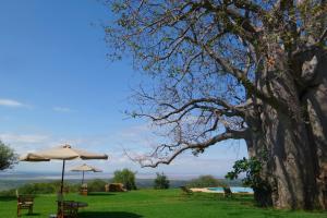 a tree with an umbrella and chairs and a pool at Migombani Camp in Mto wa Mbu