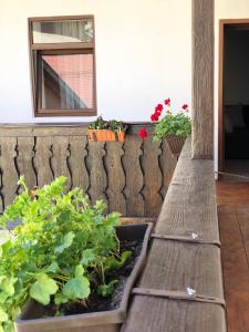 d'une terrasse avec un banc orné de plantes et un miroir. dans l'établissement Musik Apartments Old Town, à Sibiu