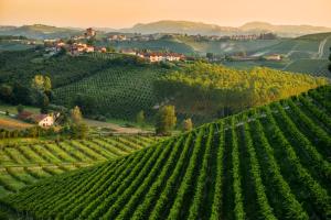 einen Weinberg in den Hügeln mit einem Dorf im Hintergrund in der Unterkunft Albacentro in Alba