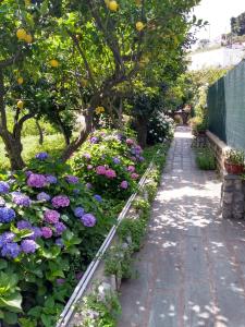 Gallery image of Depandance Casa Paolina in Capri