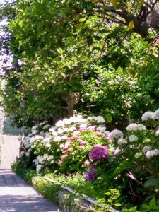 Gallery image of Depandance Casa Paolina in Capri +35 photos