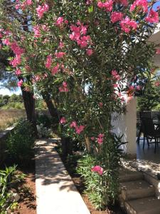 un arbre à fleurs roses dans une cour dans l'établissement Holiday Home Nova, à Novalja