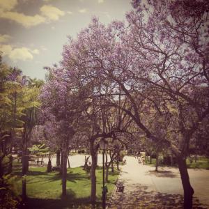 un parque con árboles con flores púrpuras. en Casa Lareymora en Algarrobo