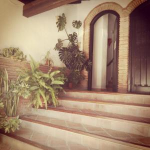 a room with stairs with plants and a door at Casa Lareymora in Algarrobo