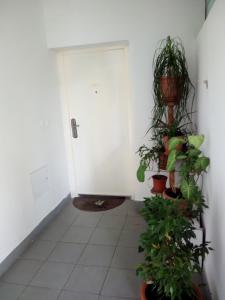 Apartment Amadeus في سينج: ممر به نباتات الفخار وباب أبيض