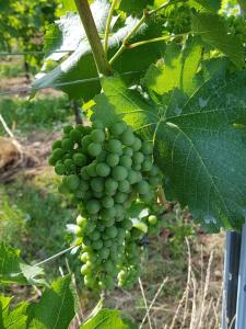 Ogród w obiekcie Agriturismo Frascje Dai Spadons