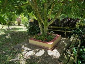 a tree sitting in a planter under a tree at DOMAINE de VALCINE 3 gites parc et piscine à 4 mn de la distillerie DBM, des 1er commerces et de la cascade de BIS in Sainte-Rose