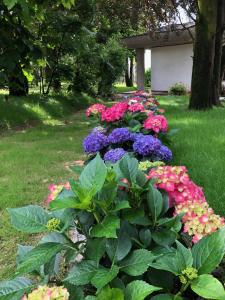 a garden of flowers in a yard with a building at Appartamenti Villa Andrea in Garda