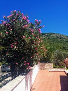 a bush with pink flowers on top of a wall at Apartments Anamaria in Dubrovnik