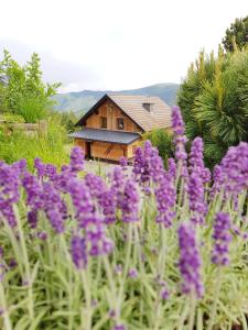 a field of purple flowers in front of a house at Almhütte Kristabauer in Predlitz