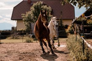 Dos caballos corren por un camino de tierra. en Urlaub für Mensch und Tier - Appartements Pirkhof en Pörtschach am Wörthersee