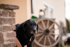 Un cane nero è in piedi accanto a un muro di mattoni di Urlaub für Mensch und Tier - Appartements Pirkhof a Pörtschach am Wörthersee Altre 37 foto