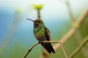 un pájaro zumbando sentado en una rama con su pico en la boca en La Qhia Eco Retreat en Santa Fe