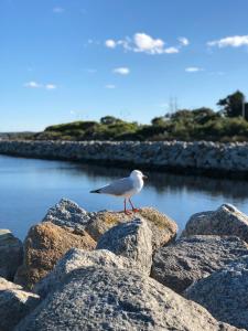 Photo de la galerie de l'établissement Albany Foreshore Guest House, à Albany