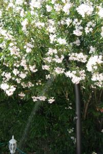Logis Hôtel La Bastide des Monges外面的花园