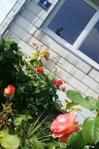 Ein paar Blumen vor dem Fenster in der Unterkunft Apartment nahe Rosenhügel in Wien