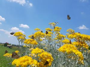 two butterflies flying over a field of yellow flowers at Camping Freedom Istria Pitches in Foli