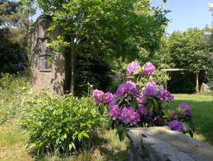 un montón de flores púrpuras sentadas en una roca en Wandertraum Johann - FeWo Eifel, en Kruft