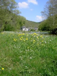 un campo de flores en un campo de hierba en Pulgersmühle, en Mörsdorf