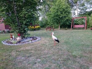 ptak stojący w trawie na podwórku w obiekcie Agroturystyka i Domki Zacisze w mieście Jarosławiec