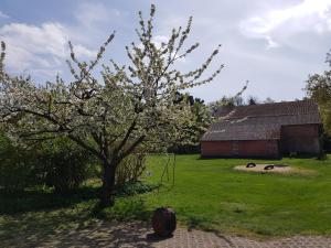 a tree with white flowers in a yard with a barn at Pension New Nomads in Zesch