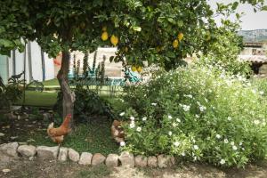 Zahrada ubytování Sa Fita Backpackers - Albergue Juvenil