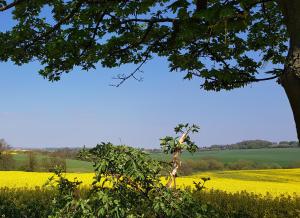 a rapeseed field and a tree in front of a field at The Pebley Inn in Chesterfield