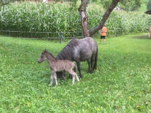 Altri animali domestici presso l'affittacamere o nei dintorni
